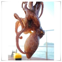 돌문어/남해안 삼천포 자연산 활 돌문어 1kg