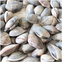 남해안 삼천포 활(알)바지락 2kg/ 깐바지락 1kg/ 깐바지락 500g / 깐홍합 1kg/냉동바지락살 1kg-청정해역 남해바다에서 직접 채취한 생물 조개류