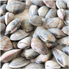 남해안 삼천포 활(알)바지락 2kg/ 깐바지락 1kg/ 깐바지락 500g / 깐홍합 1kg/냉동바지락살 1kg-청정해역 남해바다에서 직접 채취한 생물 조개류
