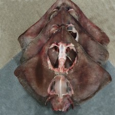삼천포 용궁수산시장 반건조 생선/ 가오리 중(약 30cm, 500~600g) 1미/ 가오리 대(약40cm, 1kg내외) 1미