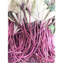 고구마줄기/생고구마순 -해풍 맞고 자란 싱싱하고 아삭한 삼천포 고구마줄기 2kg 홍대