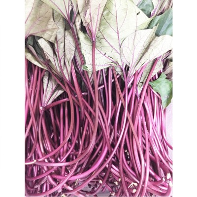 고구마줄기/생고구마순 -해풍 맞고 자란 싱싱하고 아삭한 삼천포 고구마줄기 2kg 홍대