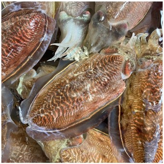 남해안 삼천포 자연산 손질 갑오징어 1kg 중대 사이즈 1~3미