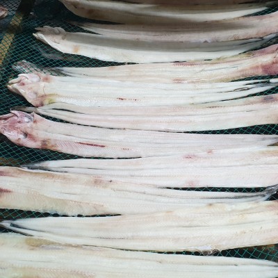 남해안 삼천포 용궁수산시장 반건조 장어 특대사이즈 2미 -바다장어 붕장어