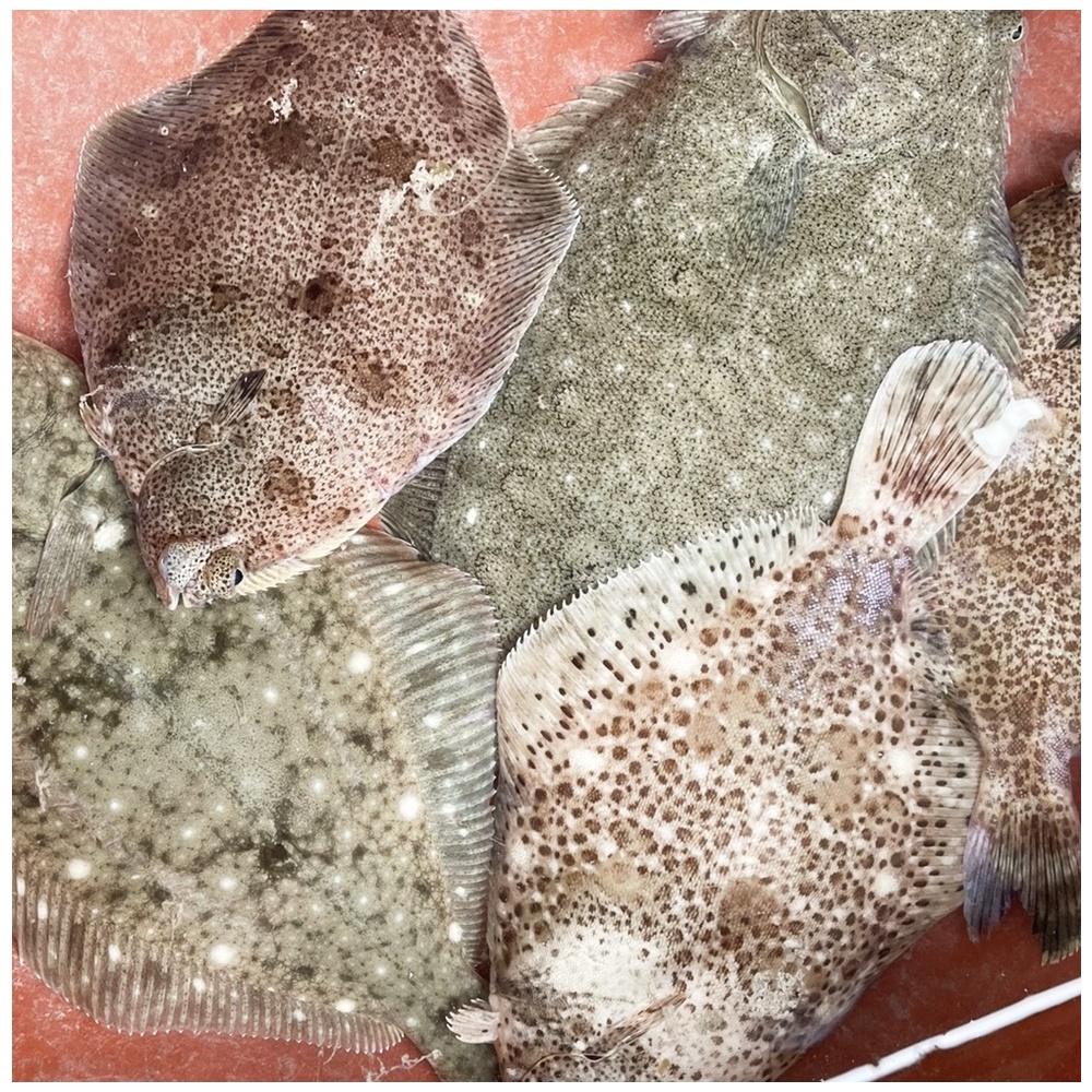 남해안 삼천포 쑥국 매운탕용 자연산 활 손질 도다리 1kg (손질후 약 750g)