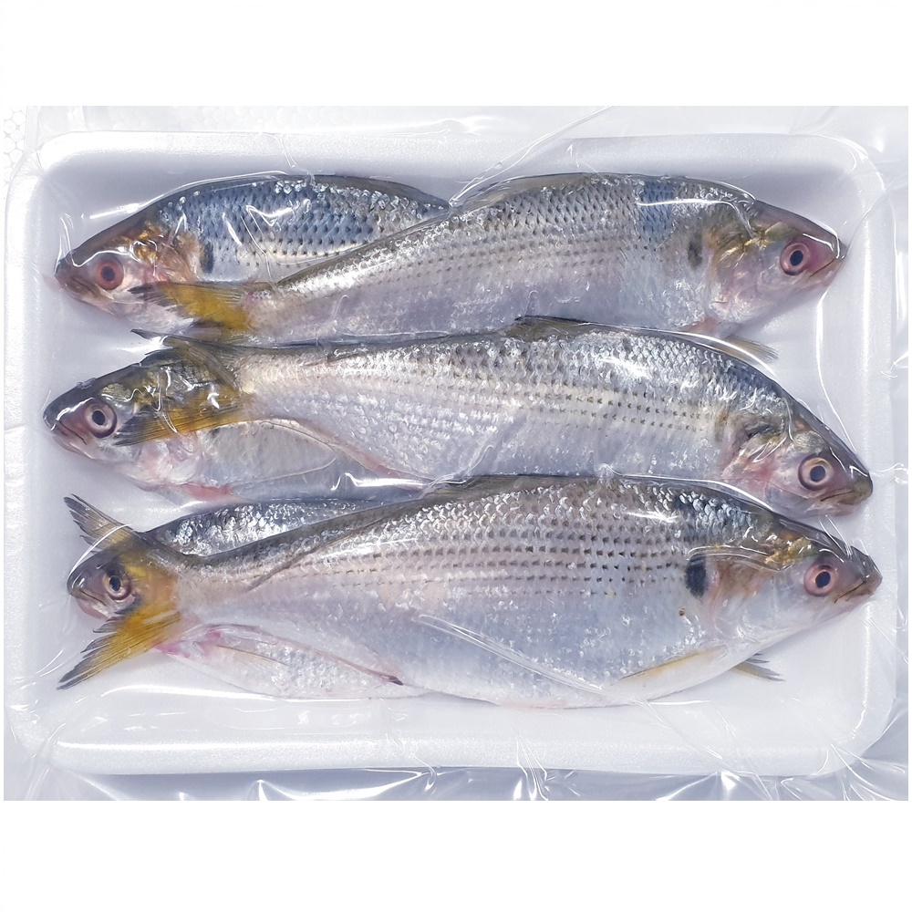 남해안 삼천포 구이용 자연산 전어 1kg